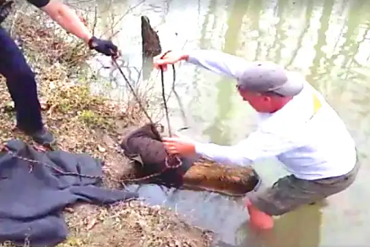 [pics] Man Thought He Saw A Giant Beaver Stuck In A Creek, You'll Never Guess What It Was