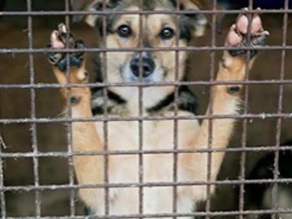 殺処分寸前の犬を1日約30円で救う