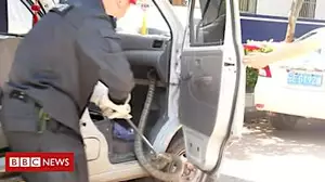 Police officer pulls cobra from minivan