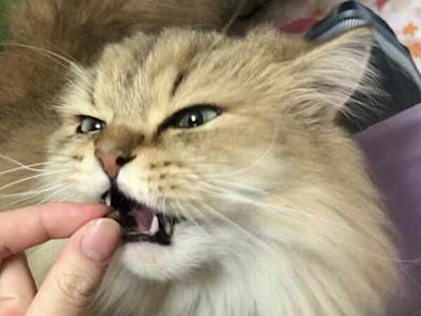 そのキャットフード選び正しい?獣医推薦フードを試すと
