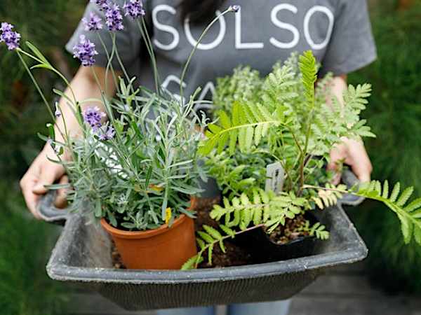 植物の力を生かすガーデニング虫除け効果の高い植物を ベランダで育てる