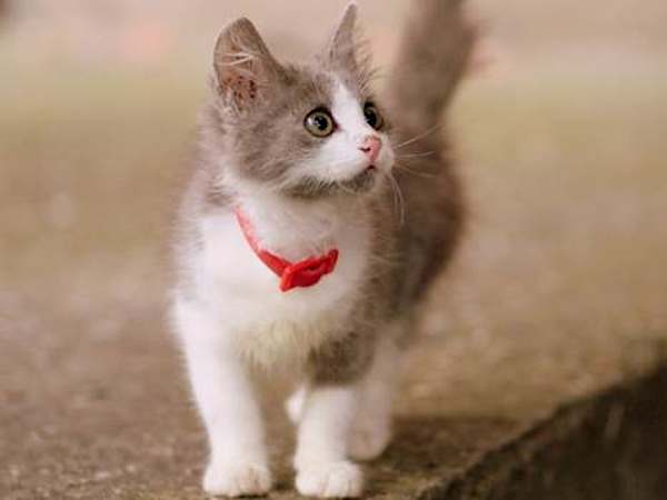 キャットフード選び間違ってた！獣医師推薦フードが凄い