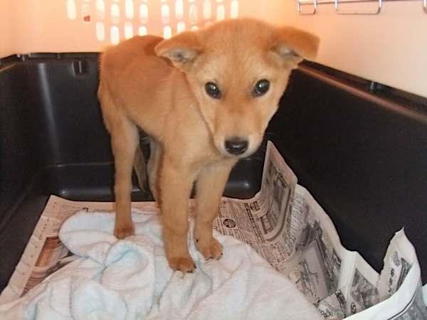 殺処分寸前の犬を1日約30円で救う