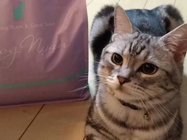 キャットフード選び間違ってない?獣医推薦フードが凄い