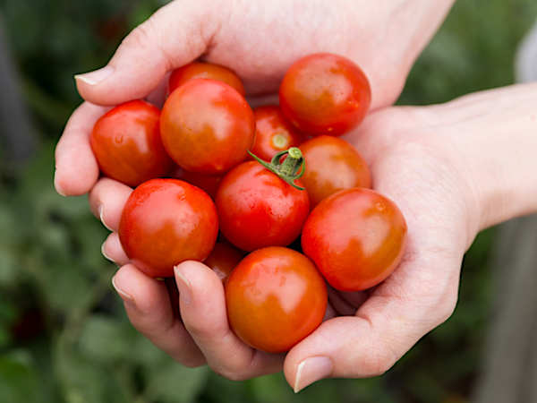 「毎日トイレにこもる人朗報」東大が研究、スルッと出す食材とは