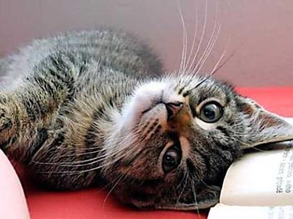 キャットフードに潜む落とし穴、獣医推薦フードを試すと