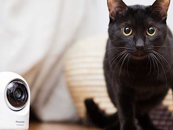 愛猫家たちがレビュー 猫ちゃんの意外な素顔がみられる屋内スイングカメラの実力は？