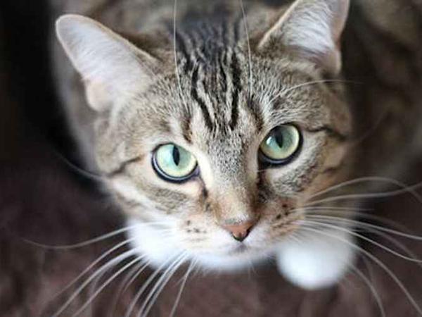 キャットフードに潜む落とし穴、獣医推薦フードを試すと