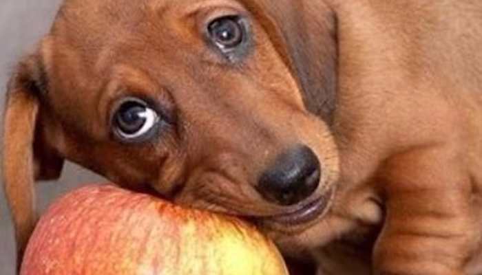 Beware! These Foods Are Toxic To Your Dog