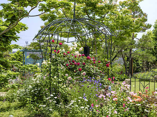 身近にバラを取り入れた暮らし